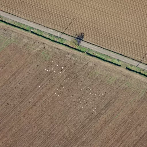 Vogelschwarm über Ackerland in der Po-Ebene