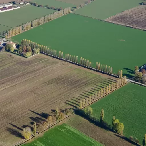 Mit Pappeln gesäumte Strassen in der Po-Ebene